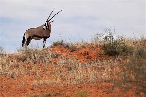 Kgalagadi Transfrontier Park Archives Scenicwiki