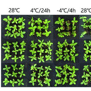 Phenotypic Comparison Of Wild Type Wt And Vbwrky Overexpressed