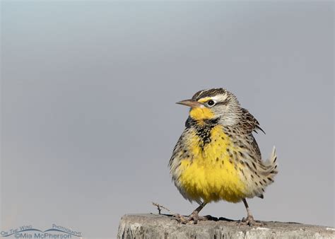 Squatting Western Meadowlark With Flipped Feathers Mia Mcphersons On