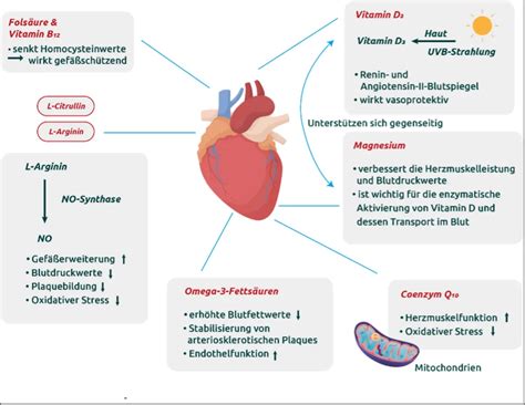 Mikron Hrstoffe Therapieoption Bei Herz Kreislauf Erkrankungen
