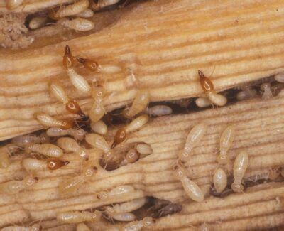 Termites What Do Australian Termites Look Like Identify