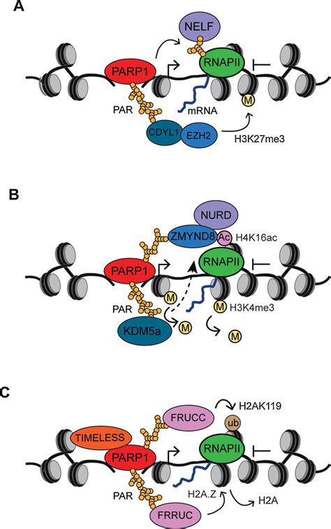 Model For PARP1 Dependent Transcription Repression At DSBs A PARP1