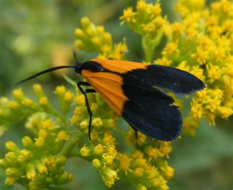 Lycomorpha Pholus Black And Yellow Lichen Moth Lycomorpha Pholus