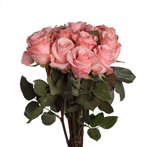 sweet rose alisroses premium roses