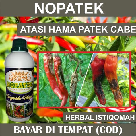 Jual NOPATEK Fungisida Hayati Obat Mengatasi Hama Patek Pada Cabe