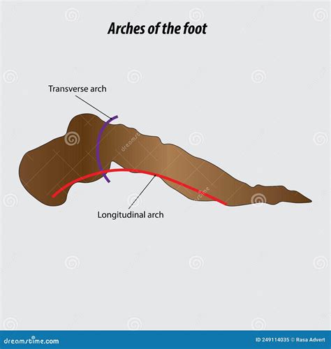 Arches Of The Feet Vector. Foot Skeleton Anatomy | CartoonDealer.com ...