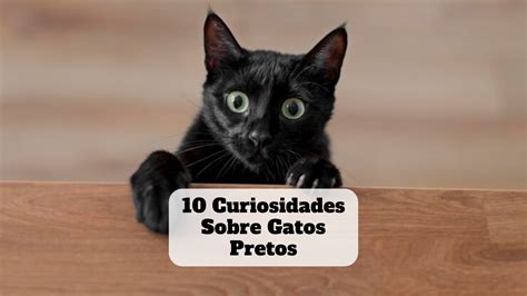 10 Curiosidades Sobre Gatos Pretos DicasParaViverBem