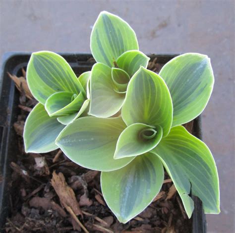 Hosta 'Mighty Mouse'