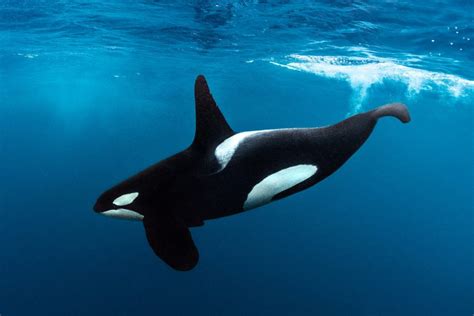 Arctic Aur Orca Mares Scuba Diving Blog