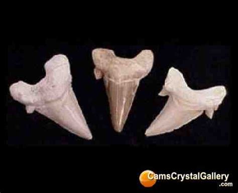 FOSSILS : Lamna obliqua Sharks Teeth