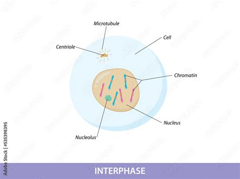 illustration interphase of Mitosis phase Stock Vector | Adobe Stock