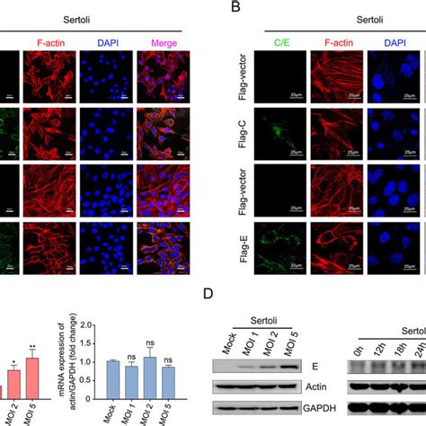 Zikv Infection Induces Actin Filaments Rearrangement In Sertoli Cells