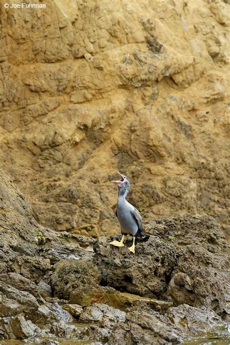 Spotted Shag Joe Fuhrman Photography