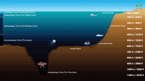 Depth Ocean Infographic Royalty-Free Images, Stock Photos & Pictures ...