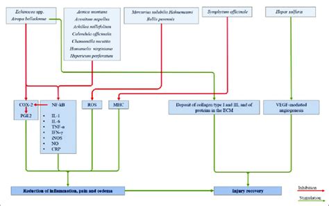 Synoptic Table Of The Main Biological Actions Carried Out By The