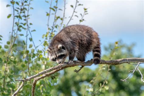 How To Keep Raccoons Off Roof Beatpests