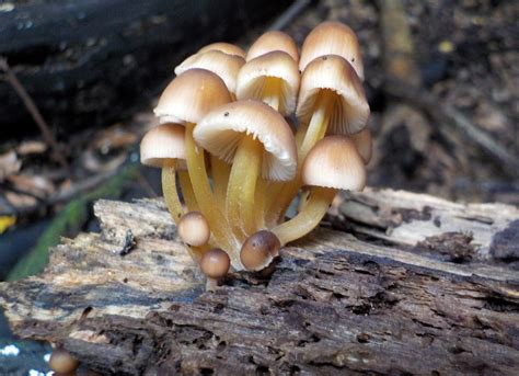 Gelbstieliger Nitrat Helmling Mycena Renati Picture Mushroom