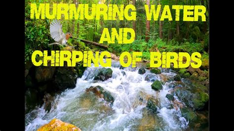 Two Hours Of Forest Sounds Trickling Water And Birds Chirping Youtube