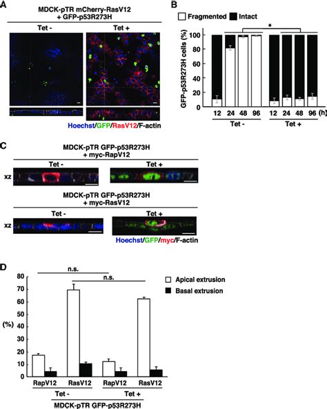 Cell Competition Mediated Elimination Of Mutant P53 Expressing Cells Is