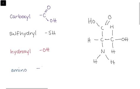 Solved Which Functional Group Is Not Present In This Molecule A Carboxyl B Sulfhydryl C