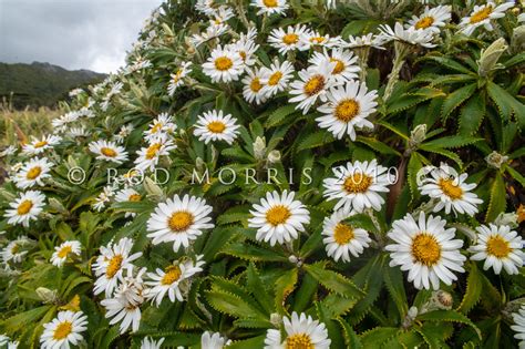 New Zealand Plants - Rod Morris Nature Photography