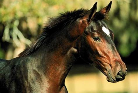 Caballo Pura Sangre InglÉs Características Qué Come Dónde Vive