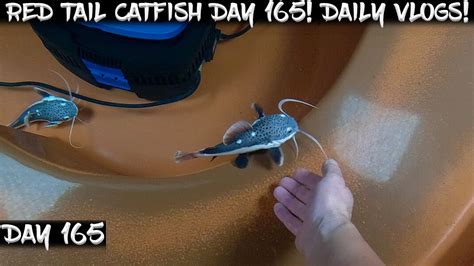 Day 165 Daily Red Tail Catfish Vlog Watch Them Grow YouTube