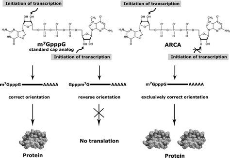 Synthetic mRNA cap analogs with a modified triphosphate bridge ...