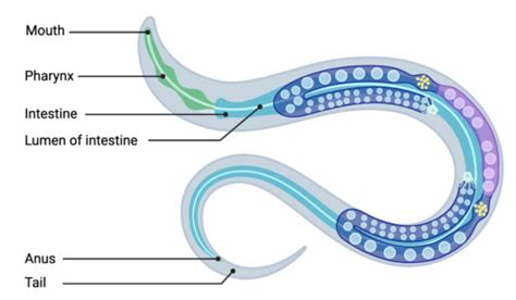 Nematodes Lecture Flashcards Quizlet