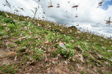 Why today's biblical locust swarms can't be stopped | Mashable