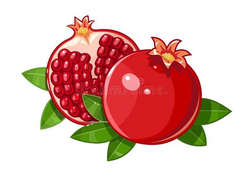 Ripe Pomegranate Fruit Stock Illustration Illustration Of Objects