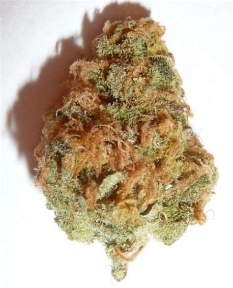 Acapulco Gold Strain Information | Cannafo | Marijuana | Cannabis | Cannafo.com