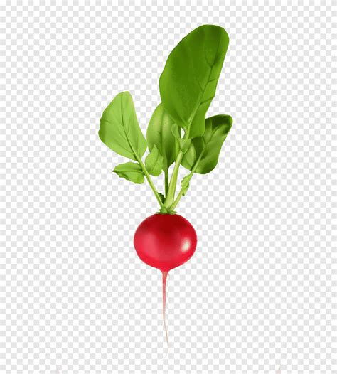 редис, редька, зеленые листья png | PNGEgg