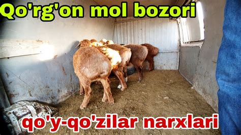 Romitan Tuman Qo Rg On Mol Bozori Qo Y Qo Zilar Narxlari Aprel