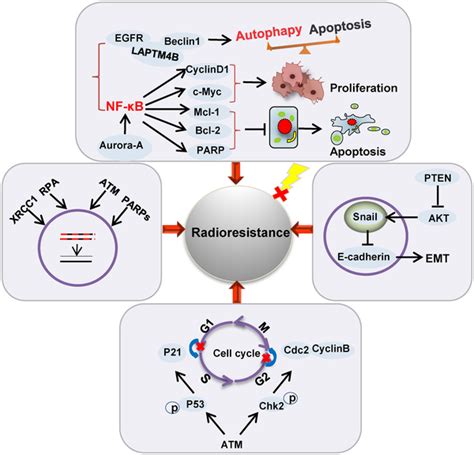 Roles Of Genes In Radioresistant Cancer Cells Enhanced Dna Damage