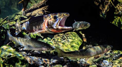 Cutthroat Trout Alaska Fishing Alaska Outdoors Supersite