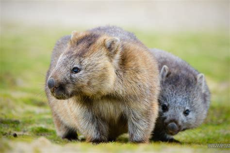 Baby wombat with mummy - Tasmania 360