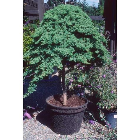 Juniperus procumbens 'Nana' (Dwarf Japanese Garden Juniper, Dwarf ...