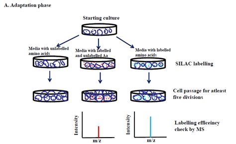 Silac A General Workflow For Improved Mass Spectrometry