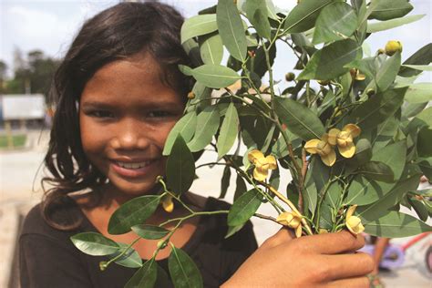 Cambodia National Flower | Best Flower Site