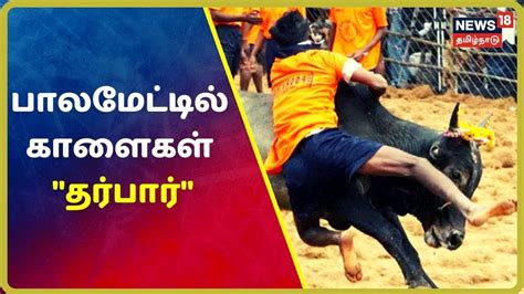 Jallikattu 2020 மாட்டுப் பொங்கல் கொண்டாட்டம் பாலமேட்டில் காளைகள்