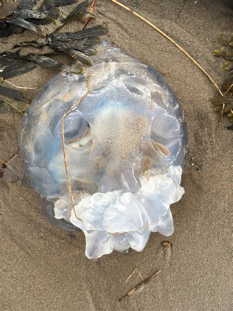 A Translucent Barrel Jellyfish Washed Up On A Beach Due To Climate