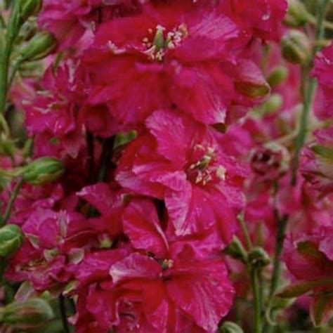 Larkspur Seeds | Giant Imperial | Annual Flower Seeds