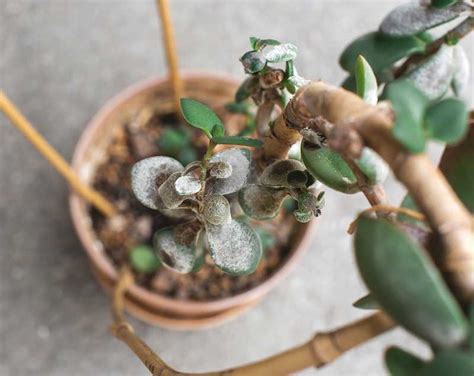 Pourquoi Mon Arbre De Jade Perd Ses Feuilles Jardipartage