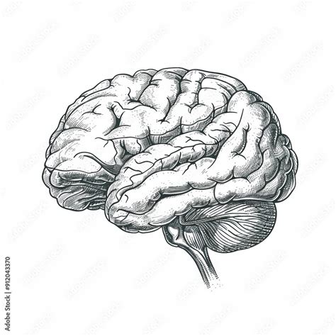 Human Health Medical Anatomical Human Brain Sketch Isolated On White