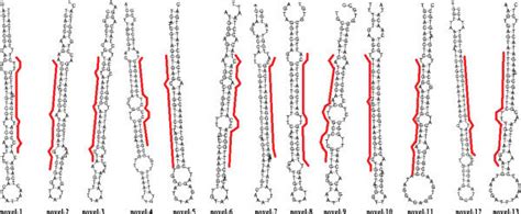 Predicted Hairpin Secondary Structures For The Novel Mirna Precursors