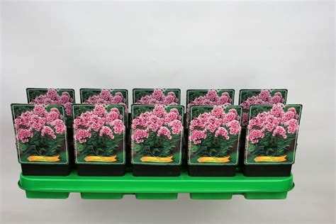 Phlox Bright Eyes Plant Wholesale Floraccess