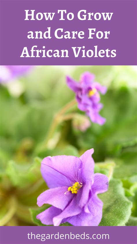 How To Grow And Care For African Violets Artofit