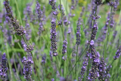 Lavandula × Intermedia Phenomenal Niko Lavendel Bloemenpark Appeltern