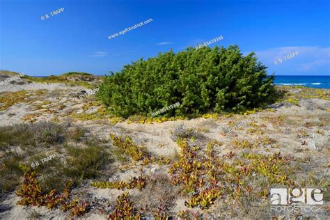 Prickly Juniper Cade Prickly Cedar Cade Juniper Sharp Cedar Foto